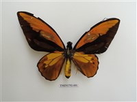 藏品(紅鳥翼蝶)的圖片